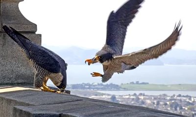 The avian soap opera unfolding atop this Berkeley bell tower has humans riveted