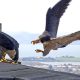 The avian soap opera unfolding atop this Berkeley bell tower has humans riveted