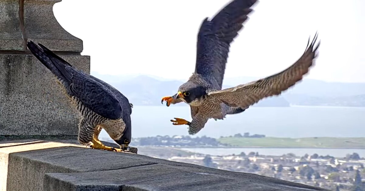 The avian soap opera unfolding atop this Berkeley bell tower has humans riveted