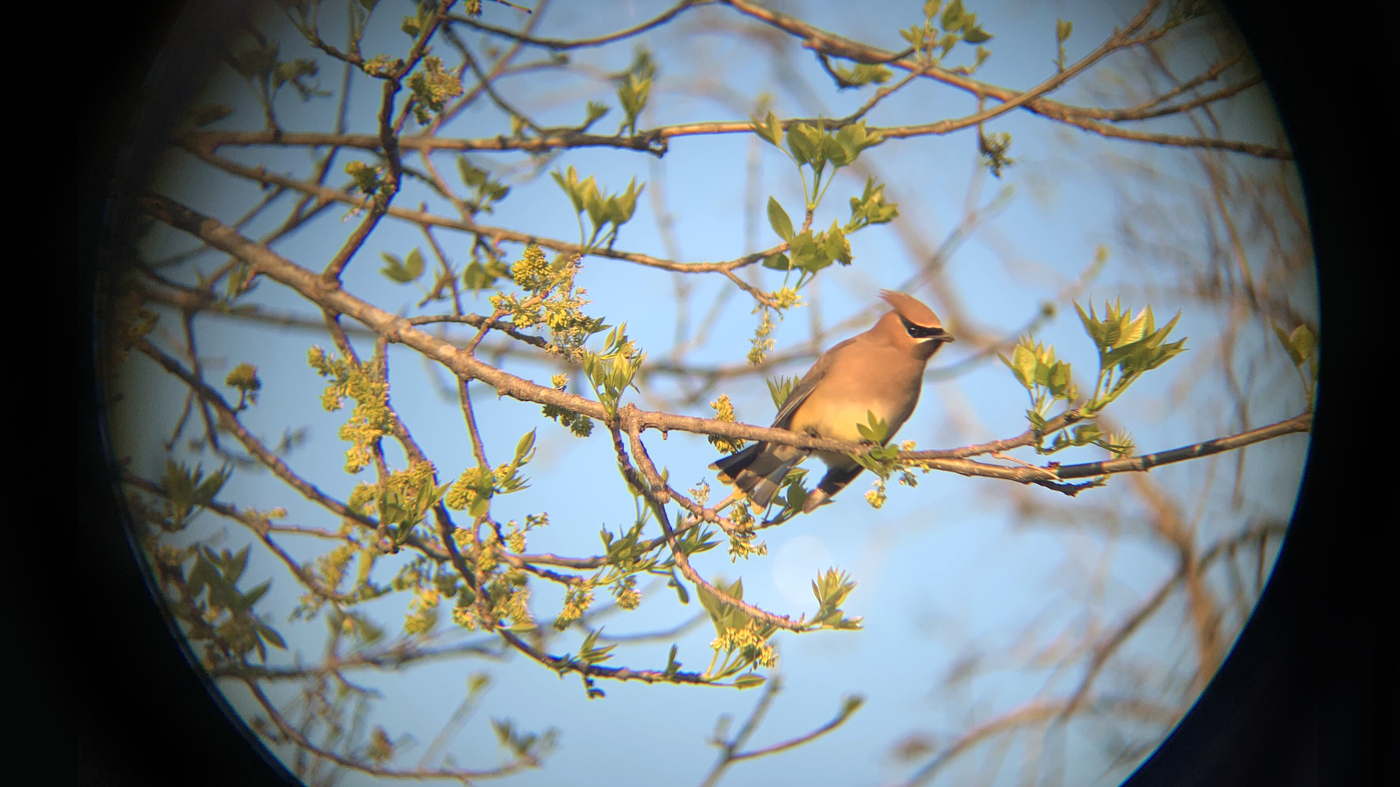 North American birds are in decline. Here are 8 simple ways you can help : Life Kit