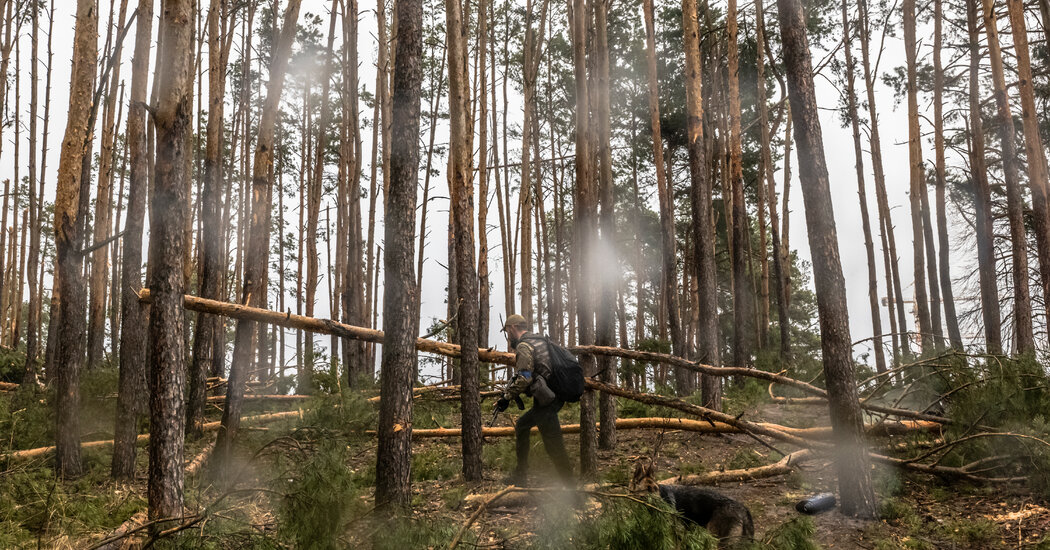 A ‘Silent Victim’: How Nature Becomes a Casualty of War