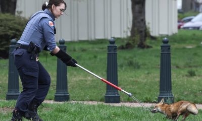 ‘Have You Seen the Capitol Fox?’