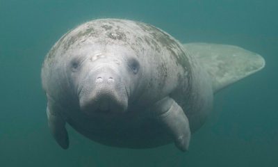 Florida’s Manatee Culture