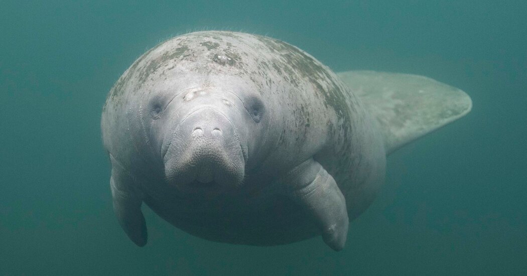 Florida’s Manatee Culture