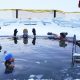 Scientists to study Minneapolis polar swimmers