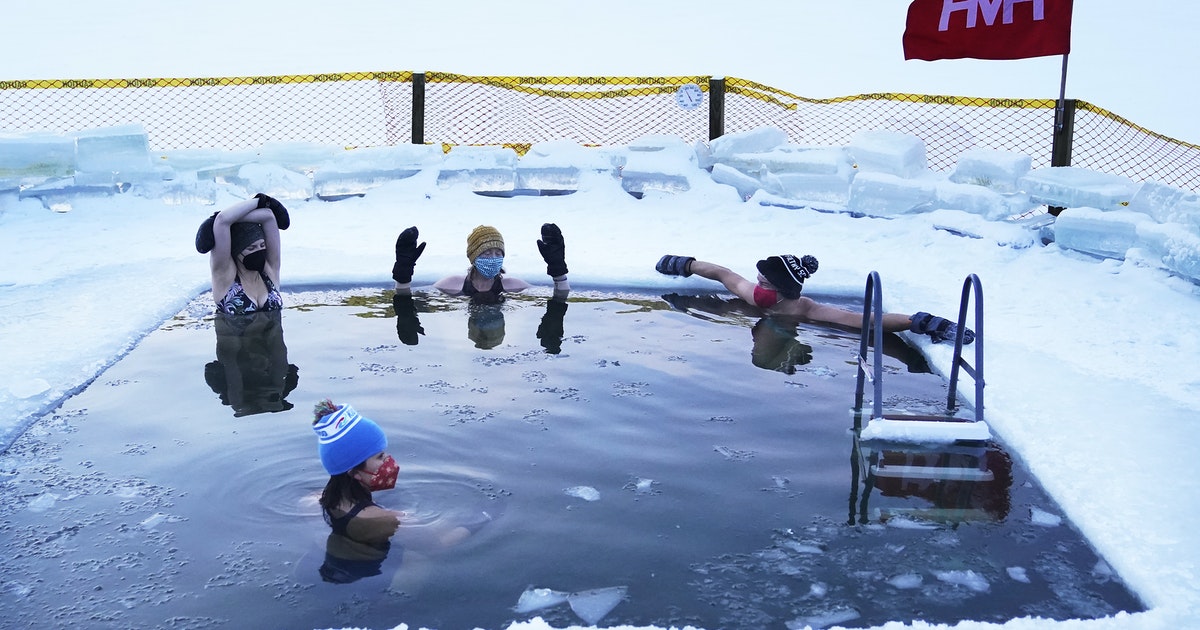 Scientists to study Minneapolis polar swimmers