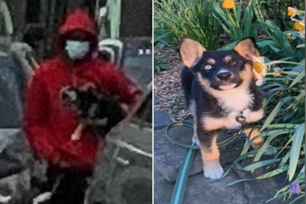 DC men released without charges after stealing puppy at gunpoint