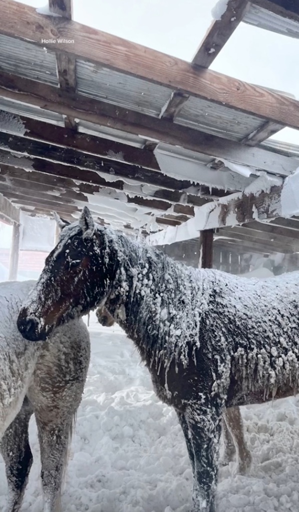 Prized horses reach safety after being trapped in barn during blizzard
Owner of Rockin' 33 Performance Horses
