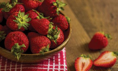 North Carolina strawberry season underway – The Coastland Times