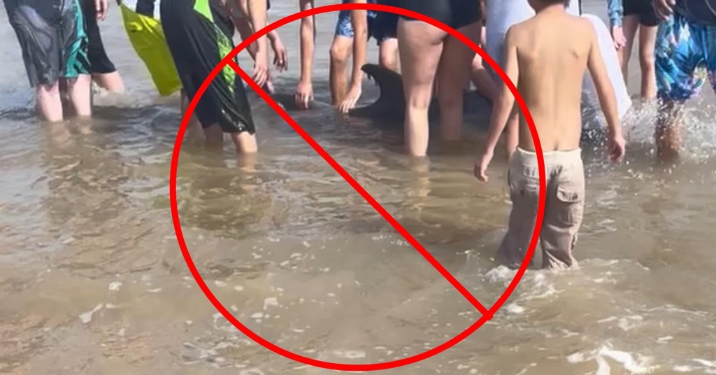 A dolphin stranded alive on a Texas beach died after a crowd "harassed" the animal and attempted to ride it.