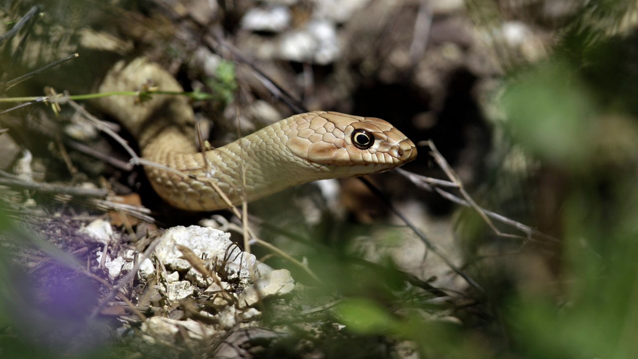 Experts warn it’s peak snake season in Central Texas