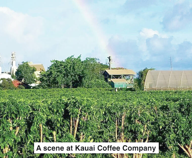 ISLAND HISTORY: A brief history of coffee in Hawaii – The Garden Island