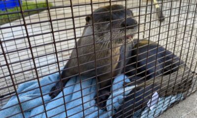 Florida man gets bitten by rabies-infected otter while feeding ducks: officials