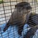 Florida man gets bitten by rabies-infected otter while feeding ducks: officials