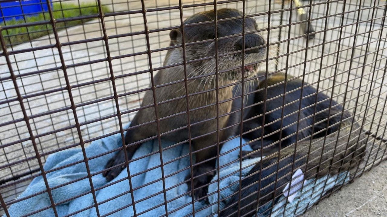 Florida man gets bitten by rabies-infected otter while feeding ducks: officials