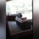 Florida 3-legged bear invades screened-in patio of home, raids refrigerator, drinks White Claw hard seltzers