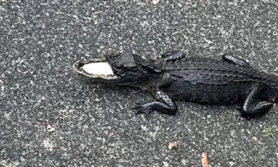 Half-mouthed alligator finds new home at Gatorland