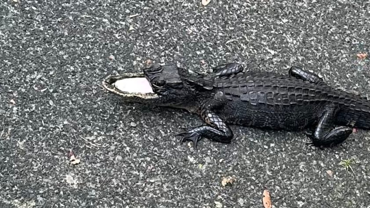 Half-mouthed alligator finds new home at Gatorland