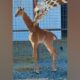 Brights Zoo in Tennessee reveals name of rare spotless giraffe