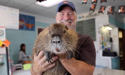 Meet Neuty the nutria: Improbable Louisiana ‘celebrity’ shakes up local politics