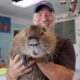 Meet Neuty the nutria: Improbable Louisiana ‘celebrity’ shakes up local politics