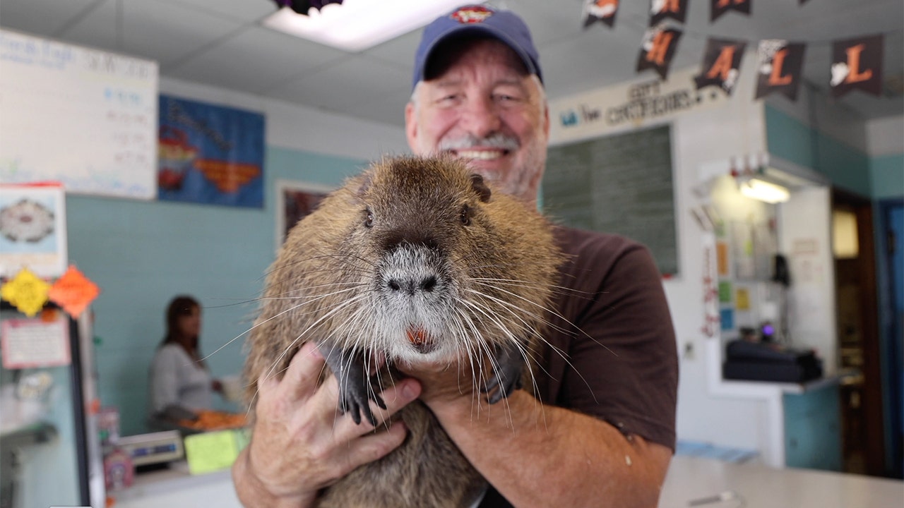 Meet Neuty the nutria: Improbable Louisiana ‘celebrity’ shakes up local politics