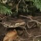 Georgia couple searches for 4-foot ball python living in front yard