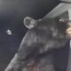 Florida woman awoken by doorbell alert set off by bear, video shows