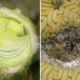 Florida-discovered snail species found near Jimmy Buffet’s Margaritavilla: See the margarita-colored creature