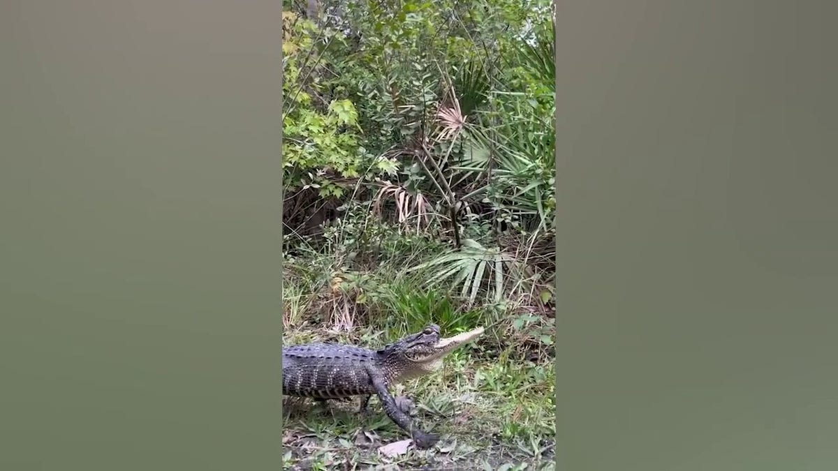 Jawlene at Gatorland