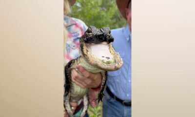 ‘Jawlene,’ the Florida alligator missing her upper jaw is getting stronger: reports