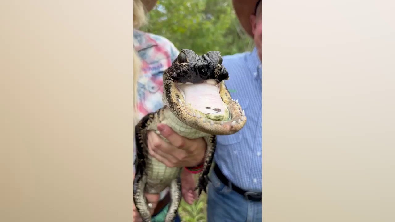 ‘Jawlene,’ the Florida alligator missing her upper jaw is getting stronger: reports