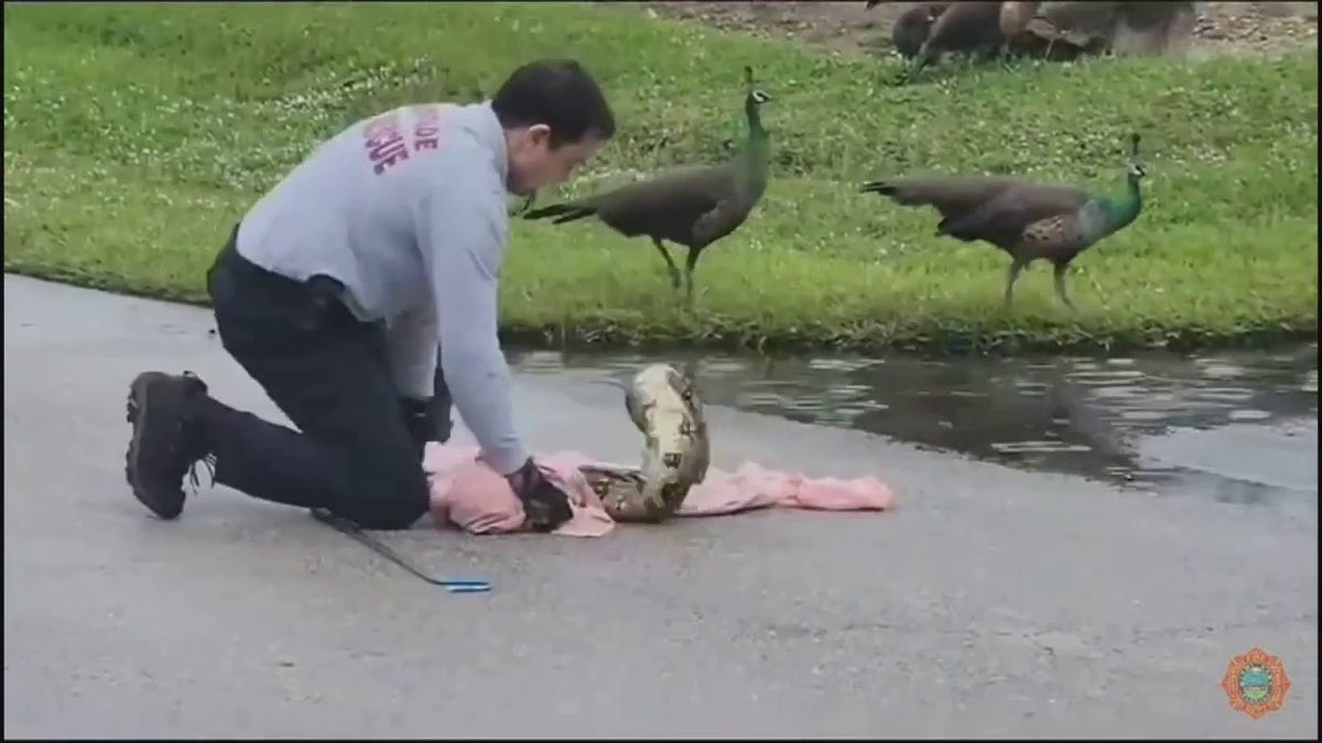 Fire official capturing snake