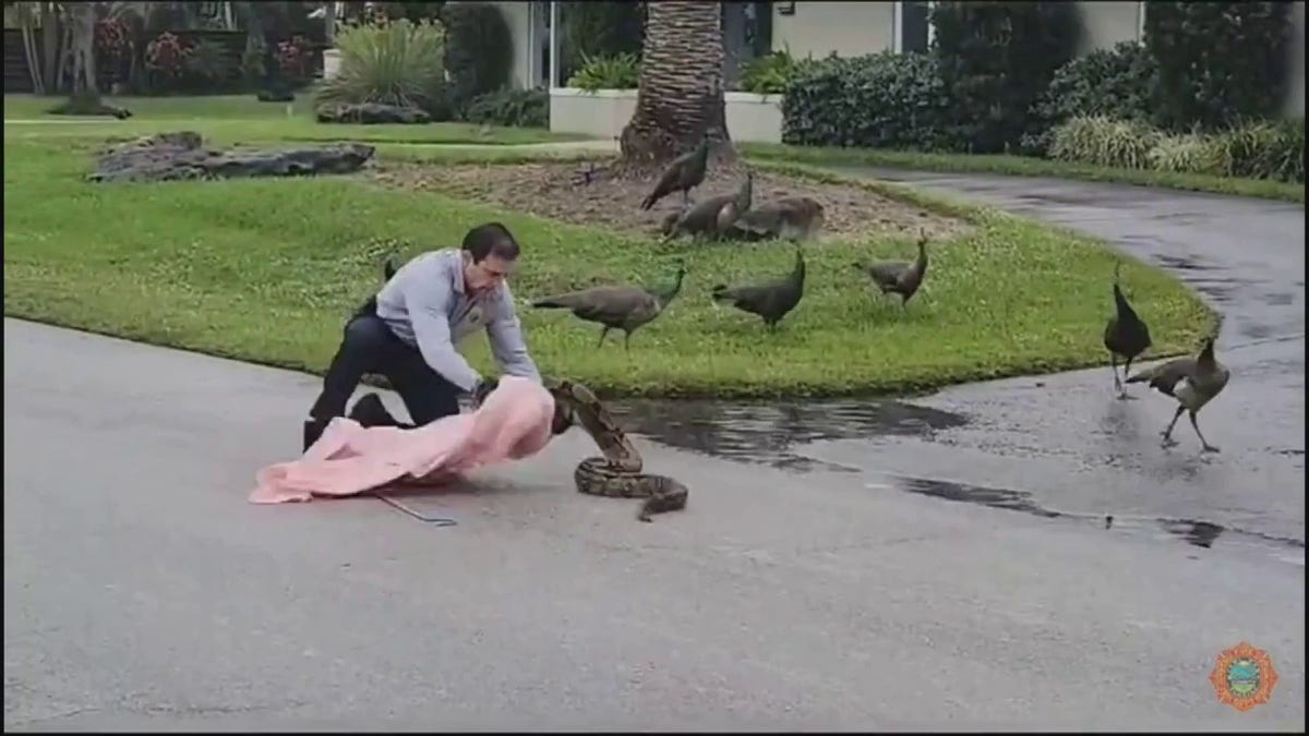 Fire official capturing snake