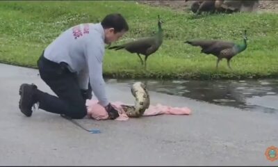 Florida firefighter captures 40-pound boa constrictor ‘menacing’ peafowl in middle of road: video