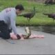 Florida firefighter captures 40-pound boa constrictor ‘menacing’ peafowl in middle of road: video