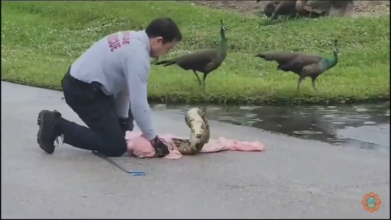 Florida firefighter captures 40-pound boa constrictor ‘menacing’ peafowl in middle of road: video