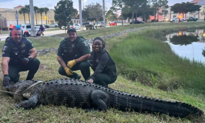 WATCH: Florida authorities remove 12-foot, 600-pound gator from pond near shopping mall: 'Massive guy'