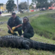 WATCH: Florida authorities remove 12-foot, 600-pound gator from pond near shopping mall: 'Massive guy'