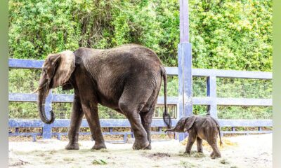 Baby elephant, 218 pounds, is born at Walt Disney World: 'Adorable'