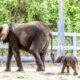 Baby elephant, 218 pounds, is born at Walt Disney World: 'Adorable'