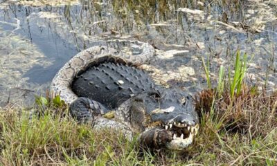 Florida alligator caught devouring 'invasive' python at Everglades National Park