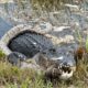 Florida alligator caught devouring 'invasive' python at Everglades National Park