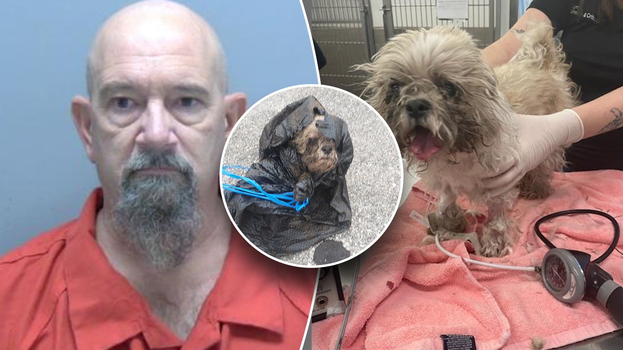 Shih Tzu rescued from dumpster after Florida man allegedly tied rope around her neck, stuffed in trash bag