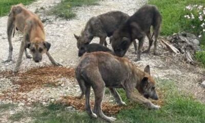 GRAPHIC PHOTOS: Animal welfare groups call on Biden admin to address 'thousands' of dogs abandoned by migrants