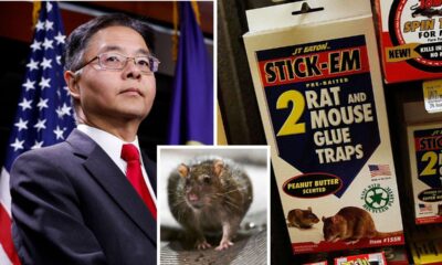 Democrats introduce bill to ban rodent-killing glue traps