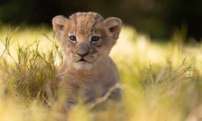 Fort Worth Zoo welcomes 'surprise' lion cub: 'We've been keeping a secret'