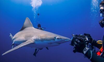 Shark attacks 2023: 6 US scrapes with predators in the sea