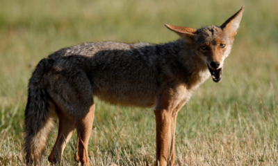 South Carolina man saves dog by wrestling with coyote