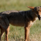 South Carolina man saves dog by wrestling with coyote